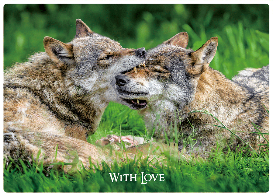 MCZ78 WITH LOVE